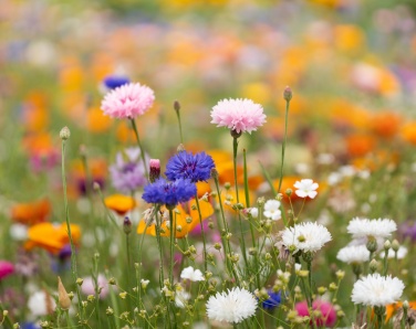 Logotrade promotional product picture of: A6 wildflower seed paper sheet
